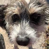 Thumbnail photo of Noodles #3