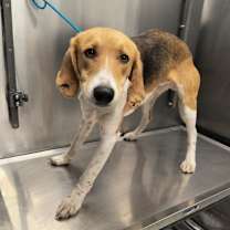 Thumbnail photo of Glenjamin #1