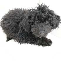 Thumbnail photo of Piccolo #1