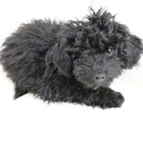 Thumbnail photo of Piccolo #2