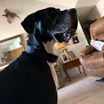 Thumbnail photo of Diesel #4