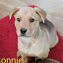 Thumbnail photo of Bonnie #1