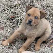 Thumbnail photo of Bonnie #4