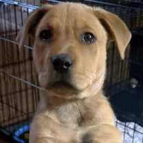 Thumbnail photo of Bonnie #3