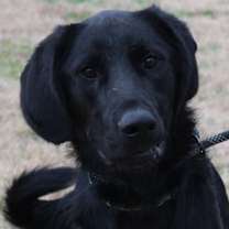 Thumbnail photo of REBEL #1