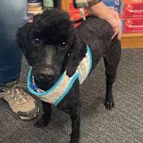 Thumbnail photo of Dunkin #1