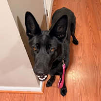 Thumbnail photo of Peanut 7275 #3