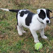 Thumbnail photo of CHECKERS #1