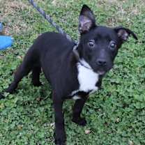 Thumbnail photo of JET #1