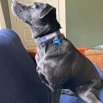 Thumbnail photo of Mila #4