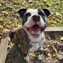 Thumbnail photo of Boomerang #2