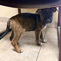 Thumbnail photo of Goomba #1