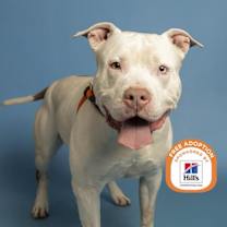 Thumbnail photo of NIP #1