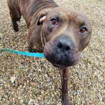 Thumbnail photo of Stewart #1