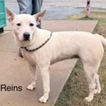 Thumbnail photo of Reins #2