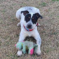 Thumbnail photo of Dutch #1