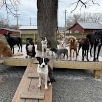 Thumbnail photo of Nala #1