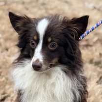 Thumbnail photo of Henry #1