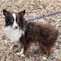 Thumbnail photo of Henry #2