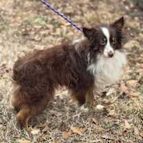 Thumbnail photo of Henry #3