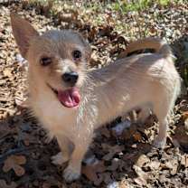 Thumbnail photo of Cupcake #3