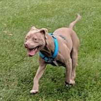 Thumbnail photo of Phoenix #4