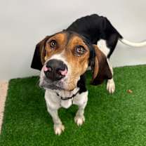 Thumbnail photo of Elvis #2