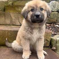 Thumbnail photo of Pearl 22016 #1