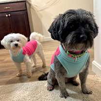 Thumbnail photo of Elphaba #3