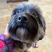 Thumbnail photo of Elphaba #4