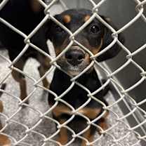 Thumbnail photo of Louella  #2