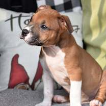 Thumbnail photo of Nicky #3