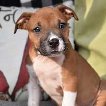 Thumbnail photo of Nicky #4