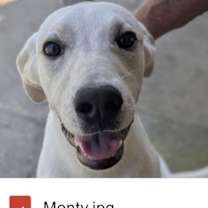 Thumbnail photo of Monty (in foster) #2