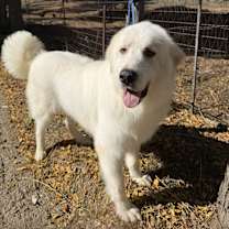 Thumbnail photo of Gilmore #2