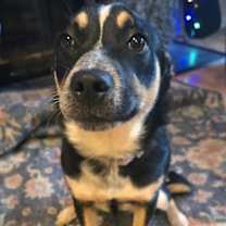 Thumbnail photo of Bella #2