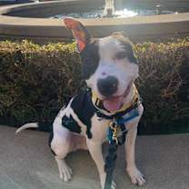 Thumbnail photo of Bababooey #3