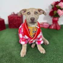 Thumbnail photo of Queenie #4