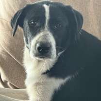 Thumbnail photo of Archie #3