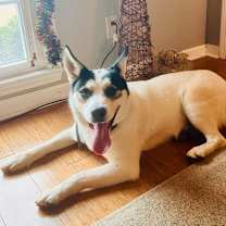 Thumbnail photo of Bolt #4