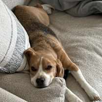 Thumbnail photo of Rosco #4