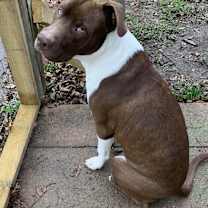 Thumbnail photo of Chico #1