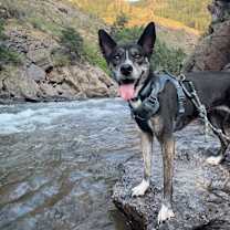 Thumbnail photo of Harley #1