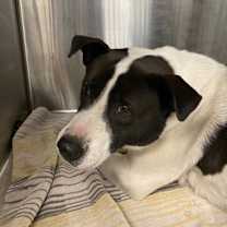 Thumbnail photo of Burkie #2