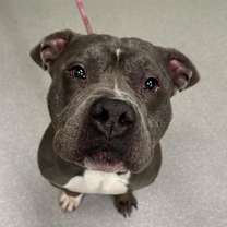 Thumbnail photo of HULK #3