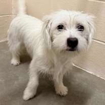 Thumbnail photo of Mewtwo #2