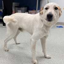 Thumbnail photo of Goose #1