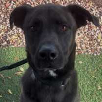 Thumbnail photo of Xeno #1