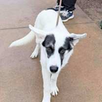 Thumbnail photo of Benny #3