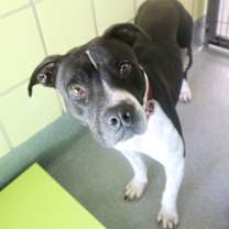 Thumbnail photo of Oreo #1